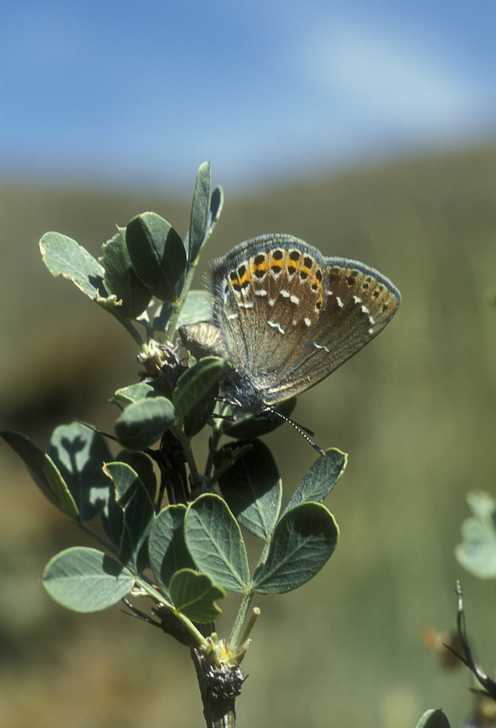Neolycaena irkuta