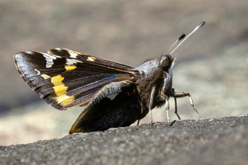 Yucca Giant-skipper photo 6