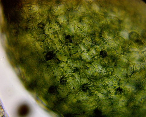 Image of Utricularia striata by (c) Lena Struwe, some rights reserved (CC BY-SA)