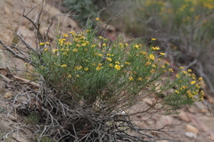Ericameria linearifolia