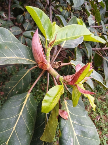 Image of Ficus lutea by (c) Margaret Burger, some rights reserved (CC BY-SA)
