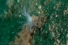 Ceriantheopsis