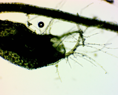 Image of Utricularia striata by (c) Lena Struwe, some rights reserved (CC BY-SA)