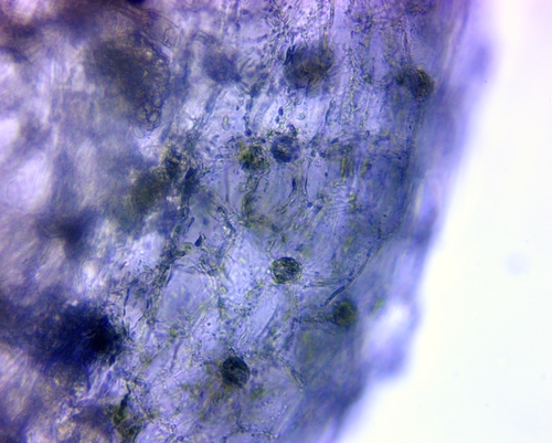 Image of Utricularia striata by (c) Lena Struwe, some rights reserved (CC BY-SA)
