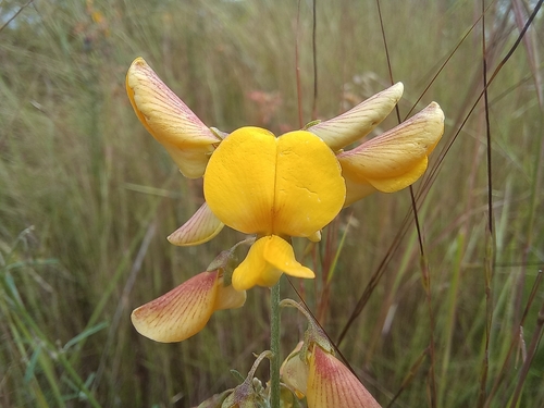 Crotalaria duboisii mutica