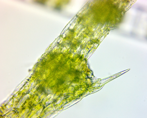 Image of Utricularia striata by (c) Lena Struwe, some rights reserved (CC BY-SA)