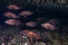 Acanthistius patachonicus