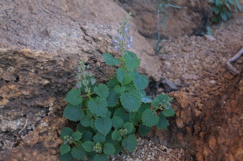 Image of Coleus hereroensis by (c) Nathan Van Cooten, some rights reserved (CC BY)