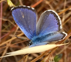 Euphilotes enoptes bayensis