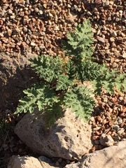 Hedosyne ambrosiifolia