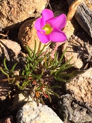 Oxalis polyphylla