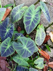 Caladium