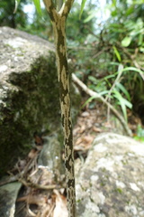 Amorphophallus kiusianus