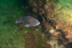 Acanthistius patachonicus