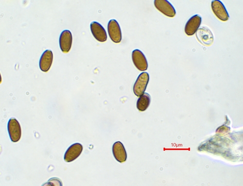 Psathyrella (Photo 5 of 12)