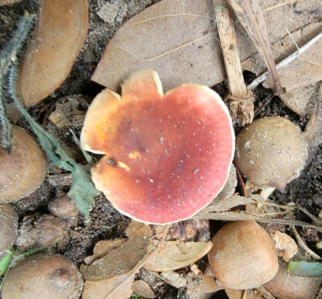 Ruby Bolete in March 2024 by Kim Draper · iNaturalist