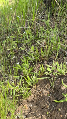 Dudleya multicaulis