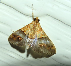 Tetracona amathealis