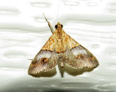 Tetracona amathealis