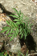 Amorphophallus kiusianus