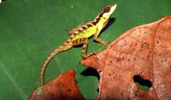 Anolis notopholis