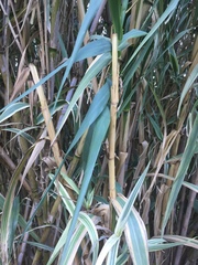 Arundo donax versicolor