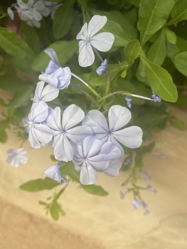 blue plumbago