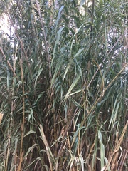 Arundo donax versicolor
