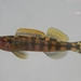 Halloween Darter - Photo (c) Robert Lamb, some rights reserved (CC BY-NC), uploaded by Robert Lamb