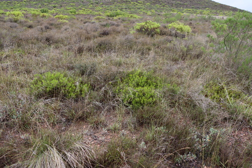 Image of Serruria gremialis by (c) Tony Rebelo, some rights reserved (CC BY-SA)