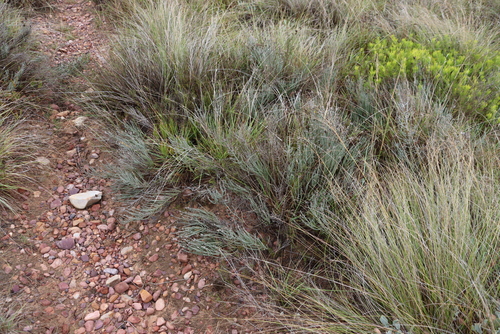 Image of Lachnospermum fasciculatum by (c) Tony Rebelo, some rights reserved (CC BY-SA)