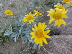 Bahieae