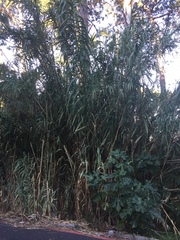 Arundo donax versicolor