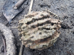 Magnoliopsida