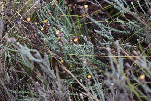 Grey Crowndaisy (Lachnospermum fasciculatum)