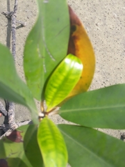 Magnoliopsida