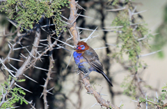 Granatina ianthinogaster