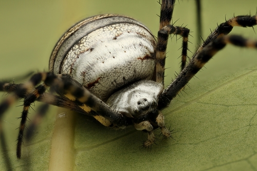 Banded Garden Spider, photo 4 of 9