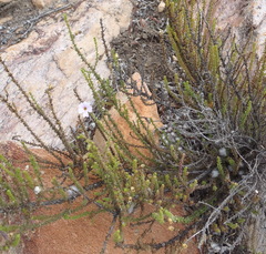 Jamesbrittenia aspalathoides