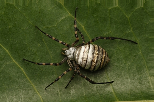Banded Garden Spider, photo 5 of 9