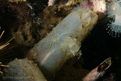 Ascidiella aspersa