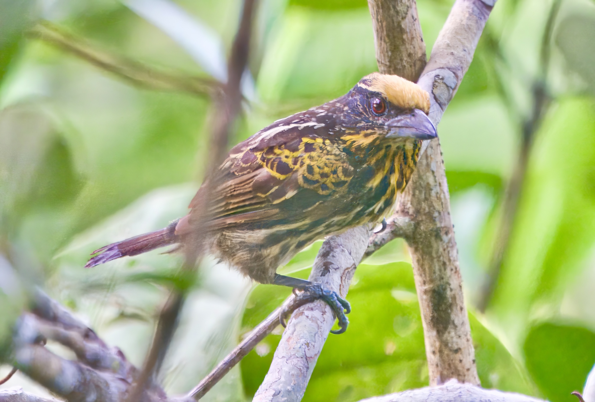 Gilded Barbet (Capito auratus)