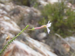 Jamesbrittenia aspalathoides