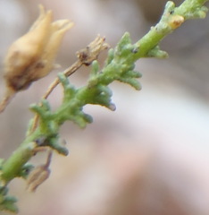Jamesbrittenia aspalathoides