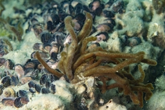 Myriogloea major