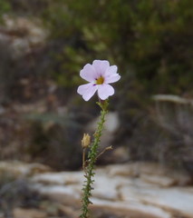 Jamesbrittenia aspalathoides
