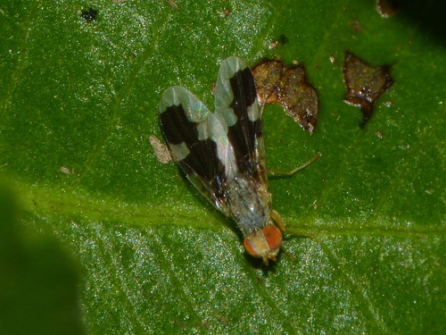Celidosphenella
