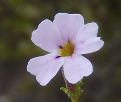 Jamesbrittenia aspalathoides