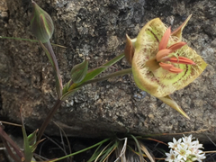 Calochortus tiburonensis