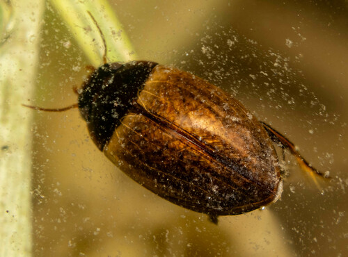 Agabus paludosus